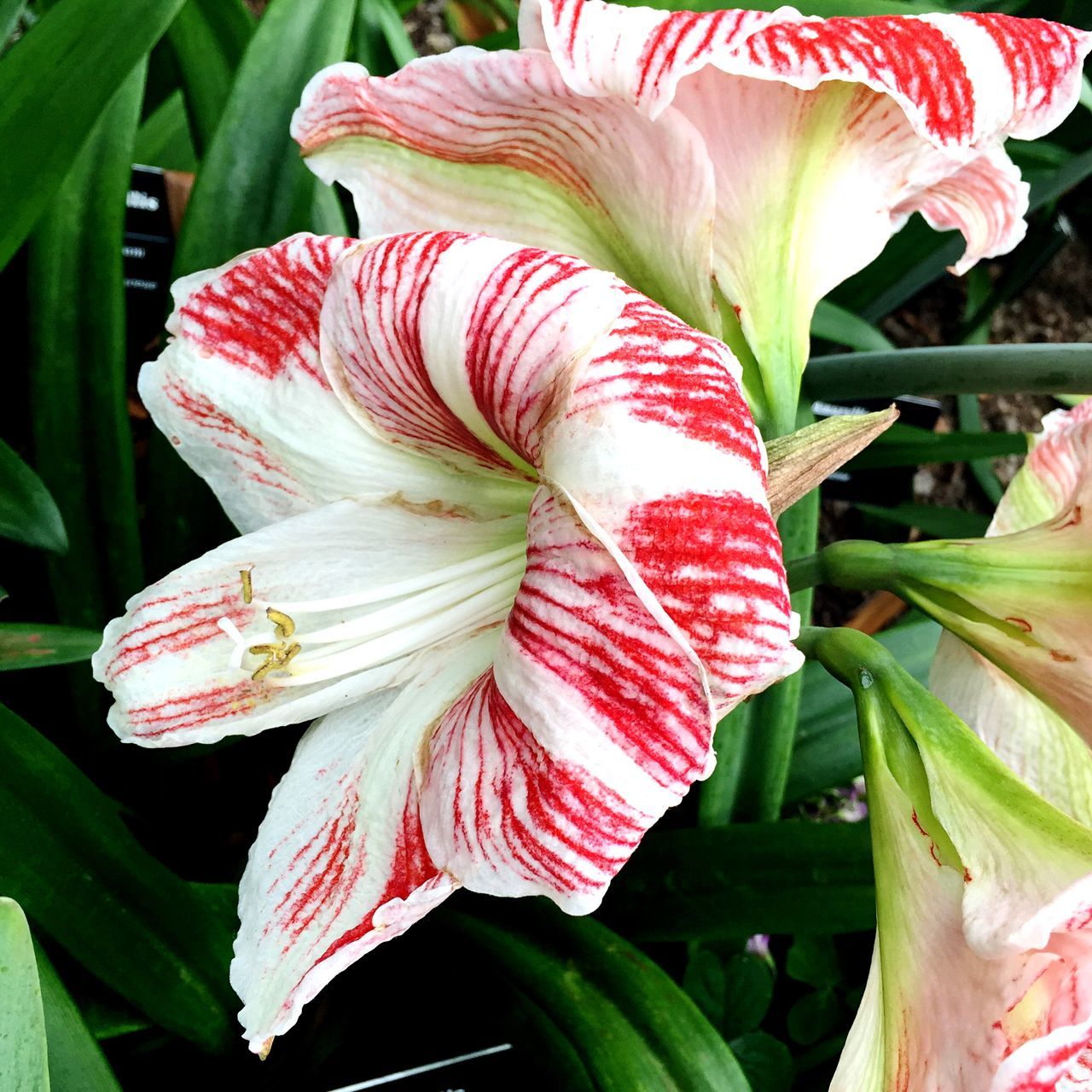 flower, petal, flower head, freshness, fragility, growth, beauty in nature, close-up, leaf, pink color, blooming, plant, nature, focus on foreground, red, single flower, in bloom, day, green color, no people