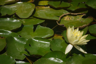 Close-up of lotus water lily in pond