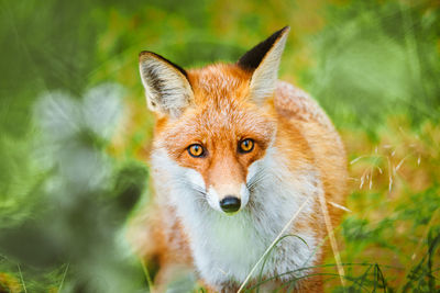 Close-up of a fox looking away