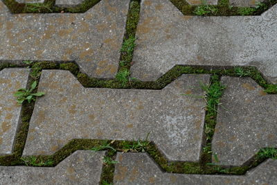 High angle view of moss growing on footpath