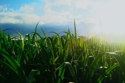 Close-up of wheat growing on field against sky