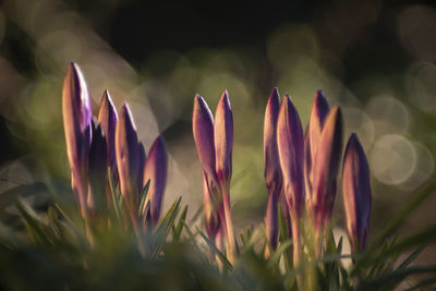 Close-up of purple crocus flowers