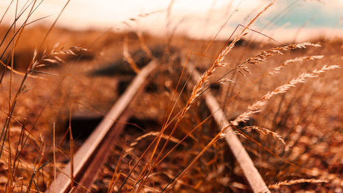 Close-up of grass growing over abandoned railroad track