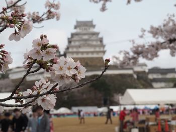 Cherry blossom tree against buildings