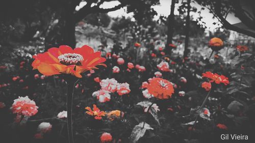 Close-up of red poppies blooming outdoors