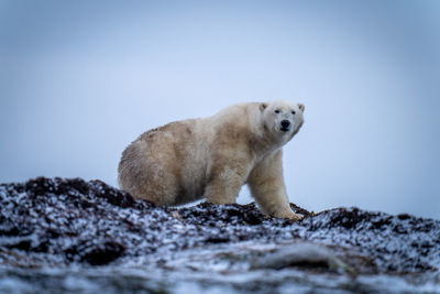 Polar bear lifts paw walking across kelp