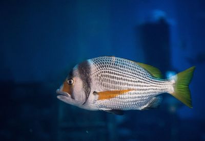 Close-up of fish swimming in water