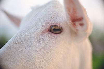 Sightseeing spots on the remote island of miyakojima in okinawa, japan close-up of one young goat