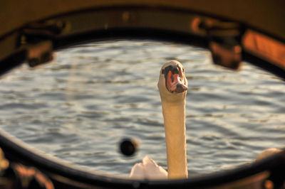 White swan swimming in saone river seen from boat window