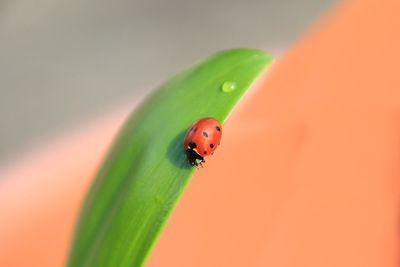 Close-up of ladybug on leaf