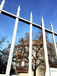 Low angle view of plants against sky during winter