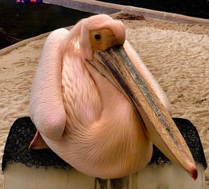 Close-up of pelican