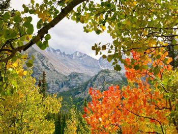 Scenic view of tree and mountains against sky