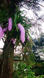 Close up of pink flowers blooming on tree