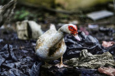 Close-up of duck