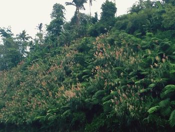 Trees growing in forest