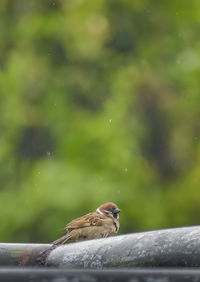 Eurasian tree sparrow