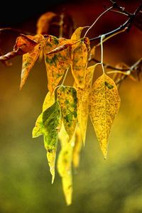 Close-up of yellow leaves against blurred background