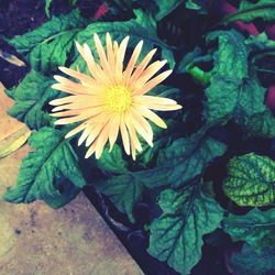 Close-up of yellow flower