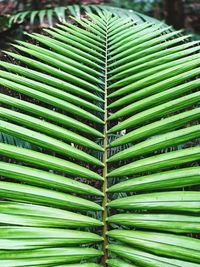 Close-up of green leaf