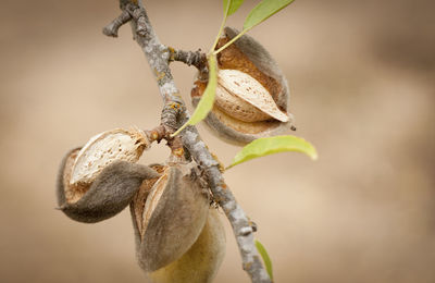 Close-up of fruit on plant