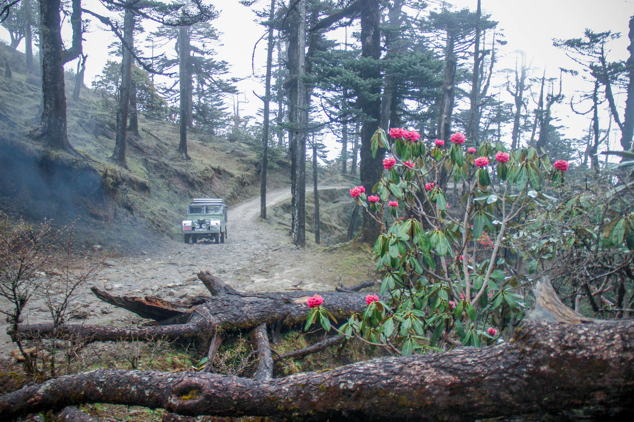 FLOWERS GROWING ON LAND