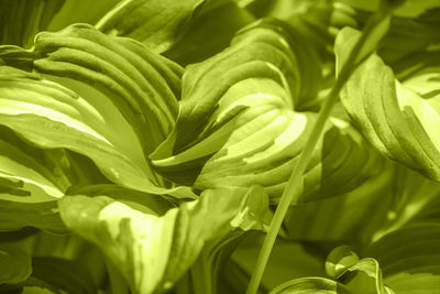 Full frame shot of fresh green plants