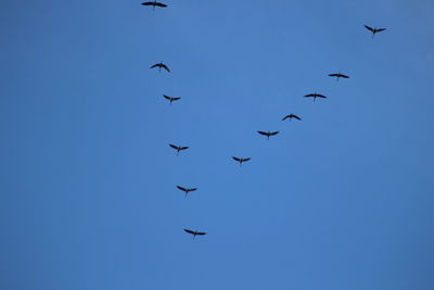 Low angle view of birds flying in the sky