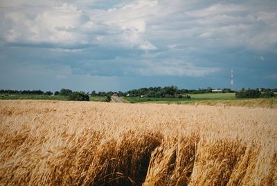 Scenic view of wheat field against sky