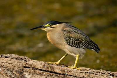 Close-up of bird perching on wood