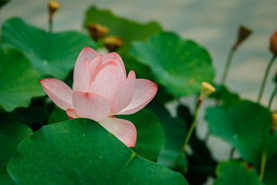 Close-up of pink water lily