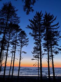 Silhouette trees on beach against sky during sunset