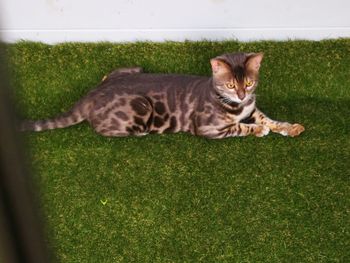 Portrait of cat relaxing on grass