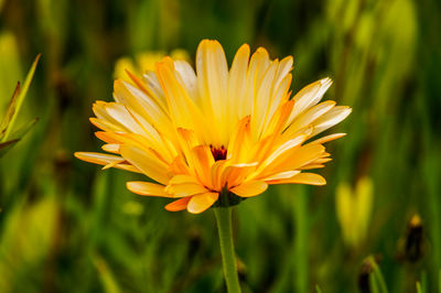 Close-up of yellow flower blooming outdoors