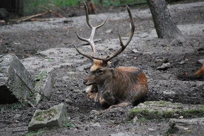 Deer in a forest