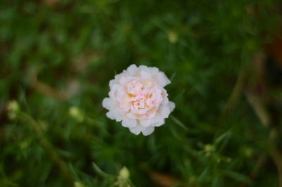 Close-up of white rose flower