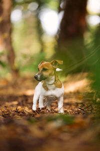 Dog running on field