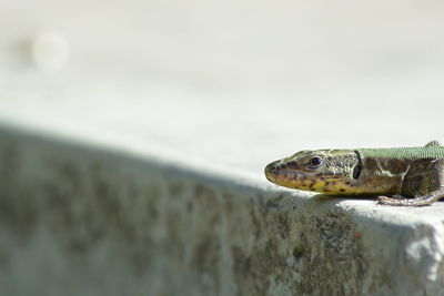 Close-up of a turtle looking away