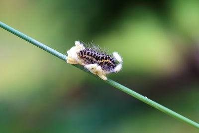 Close-up of spider