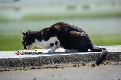 Side view of a black cat on retaining wall