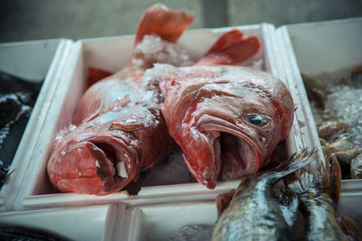 Close-up of fish in tray