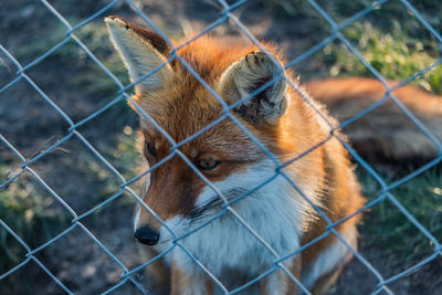 Close-up of chainlink fence