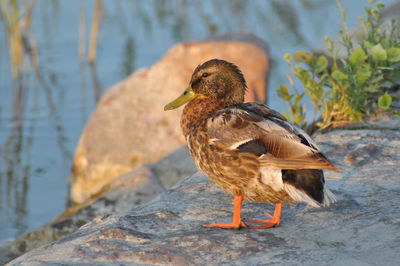 Side view of duck on rock by lake