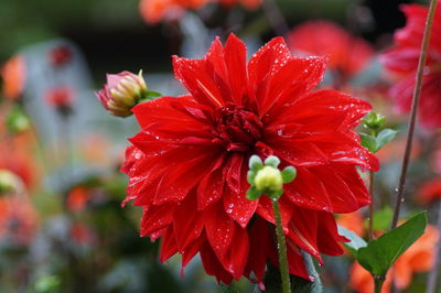 Close-up of red hibiscus blooming outdoors