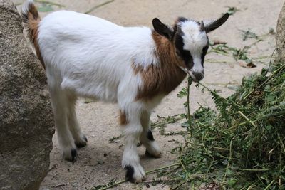 High angle view of a goat