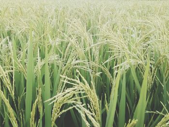 Full frame shot of wheat field