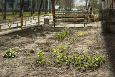 High angle view of plants on field