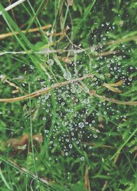 Full frame shot of wet spider on plant