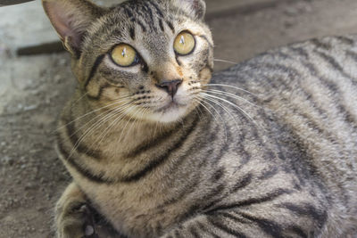 Close-up portrait of cat