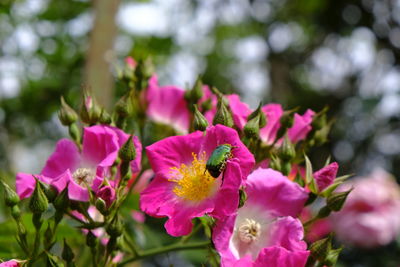 Close-up of insect on pink flower